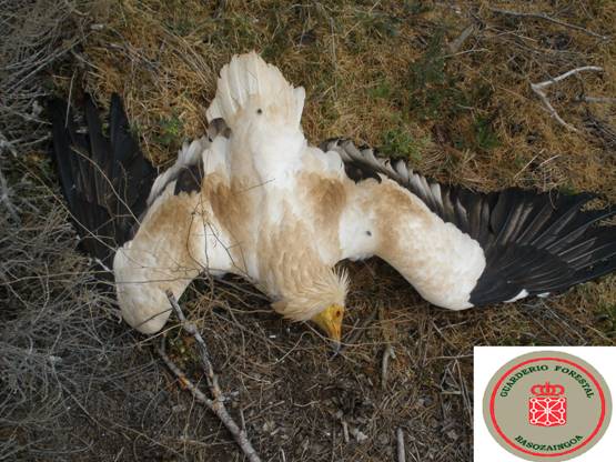 Sentencia ‘disuasoria’ en un caso de envenenamiento de fauna en Navarra