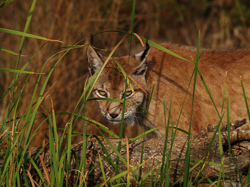 El Programa de Cría en Cautividad del Lince Ibérico de la Consejería de Medio Ambiente alcanza los 75 ejemplares