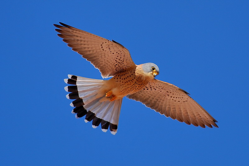 Un matrimonio barcelonés convive con una familia de cernícalos