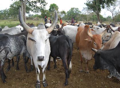 Los masáis con métodos tradicionales diagnotican las enfermedades de su ganado