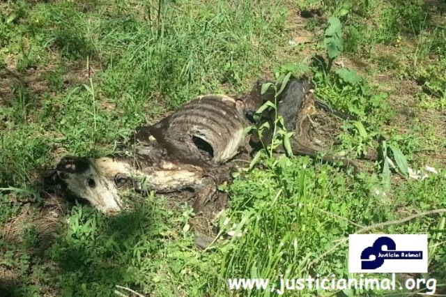 La federación de asociaciones protectora y de defensa animal aportará ante los juzgados pruebas de la terrilbe situación de los galgos en españa