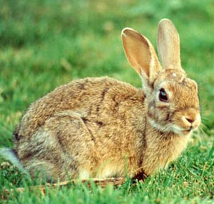 Córdoba. II Seminario Internacional sobre el conejo silvestre