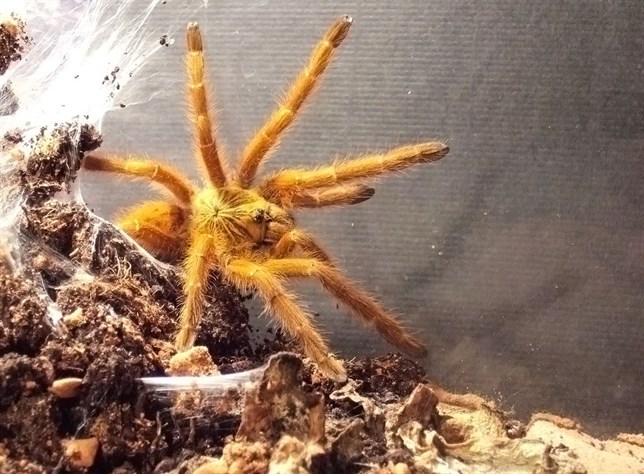 La araña ‘Spiderman’