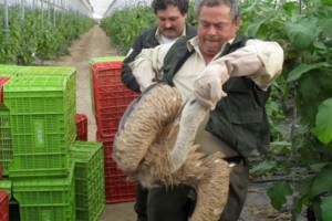 Rescatado un buitre leonado ‘extenuado’ tras caer al mar en una playa de Vera (Almería)
