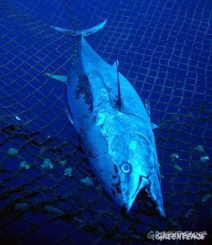 Atún rojo/ Medidas difíciles para tiempos revueltos