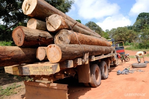 Los indígenas de la Amazonia se ‘rebelan’ contra las empresas madereras
