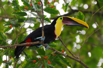 España califica de "magnífica noticia" para el Año de la Biodiversidad la clausura de Nagoya
