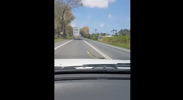 Eso del capó del coche es una serpiente (Vea VIDEO)