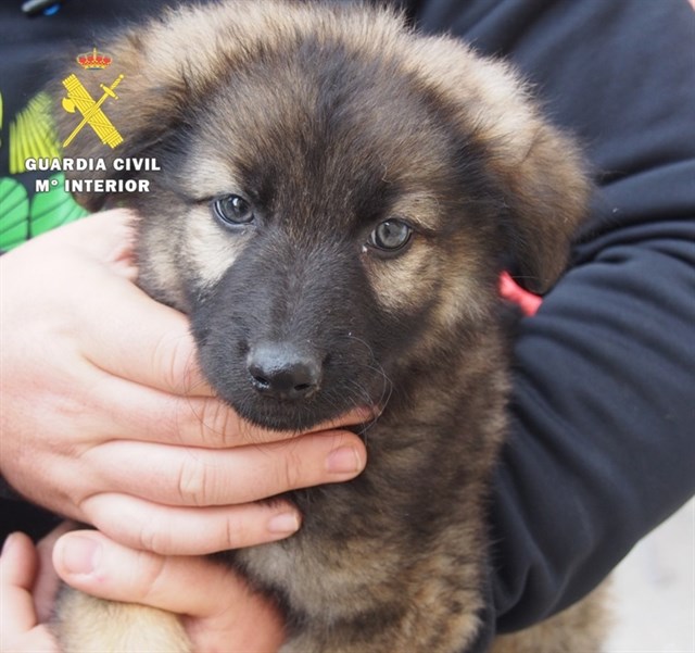 El Seprona denuncia 2.298 infracciones en Cantabria en 2015