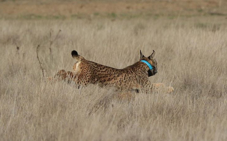Se ahoga una hembra de lince en un depósito de riego de San Martín de Montalbán (Toledo)