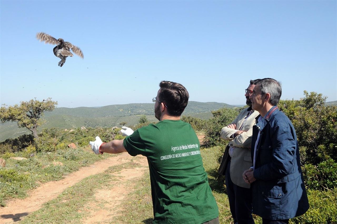 Liberan en Cádiz dos ejemplares de águila calzada llegados desde Bélgica