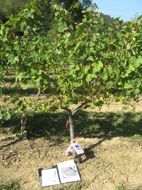 Tecnología para estimar el crecimiento de las vides