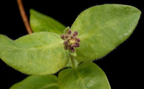 Presentada la primera hoja artificial de bajo coste