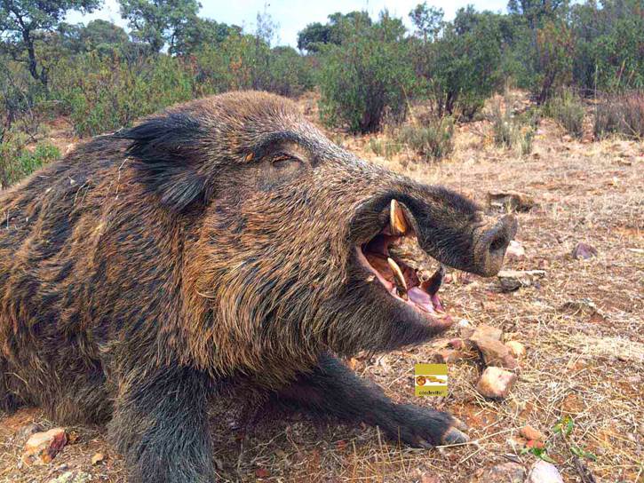 STOP a la caza en Cabañeros