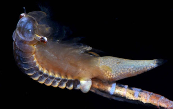 Encuentran nueve especies jurásicas en charcas del interior peninsular