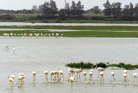 Presuntas irregularidades en la subvención a Marismas del Guadalquivir