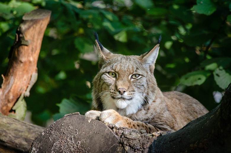 Liberan una hembra de lince en Villafranca de Córdoba para reforzar la especie
