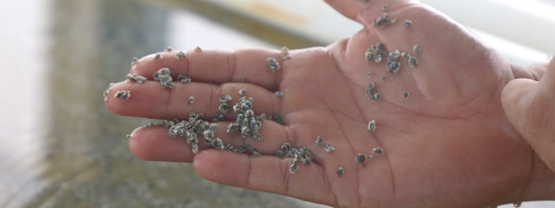 Innovación biotecnológica en cultivo de moluscos