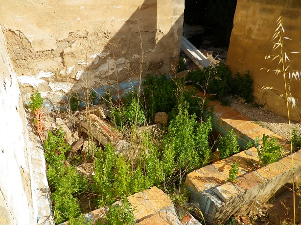 Científicos suizos secuencian el genoma de una “mala hierba” española