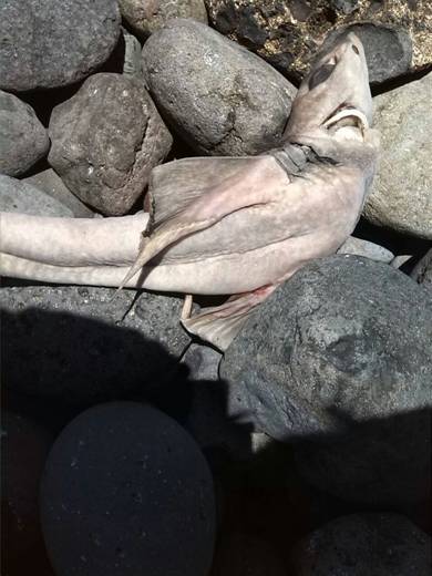 Una especie de tiburón catalogado como especie Vulnerable aparece muerto en su costa de Agüimes