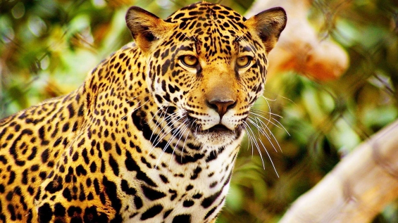 Bolivia tiene un gran potencial de ecoturismo orientado a los jaguares