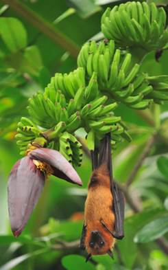 Doctorado en Medicina de Conservación
