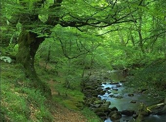Los ingresos procedentes del bosque en China