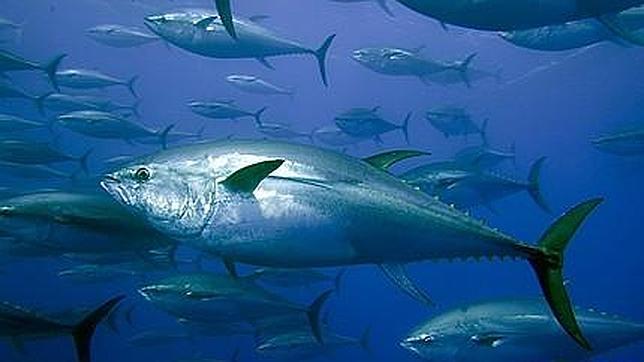 La preservación del atún rojo es ‘vital’