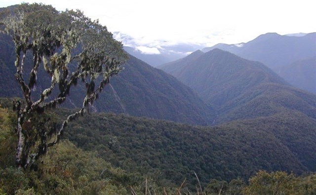 Otro tesoro Inca: nuevo género de árbol en los Andes tropicales