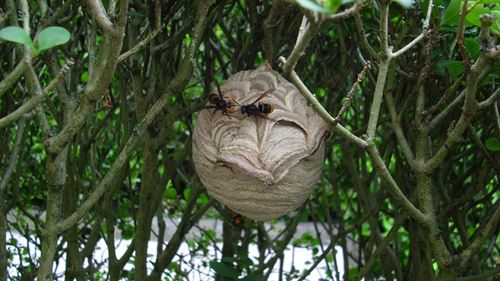 Apicultores presentan un nuevo método de desactivación de nidos de avispa asiática