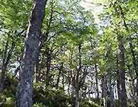 Negocian en Panamá comercio y desarrollo forestal sostenible