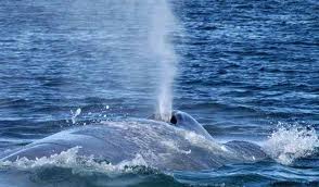 La contaminación acústica desplaza a las ballenas del Mediterráneo