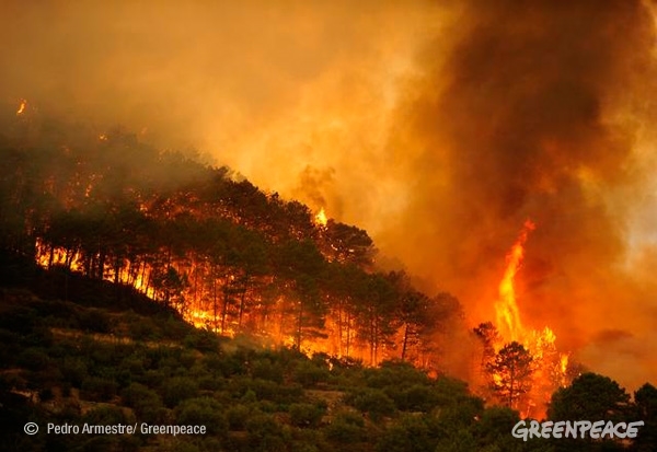 Los 7 bulos sobre incendios más escuchados en los últimos meses