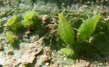 Las mallas absorbentes de radiación UV reducen las plagas de pulgón
