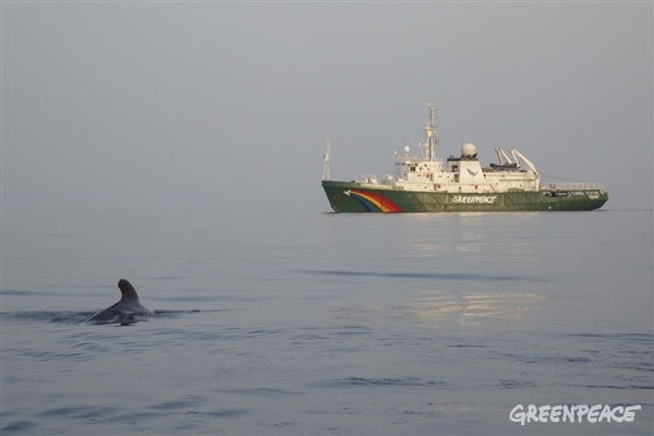 8 cosas que no sabías sobre los cetáceos