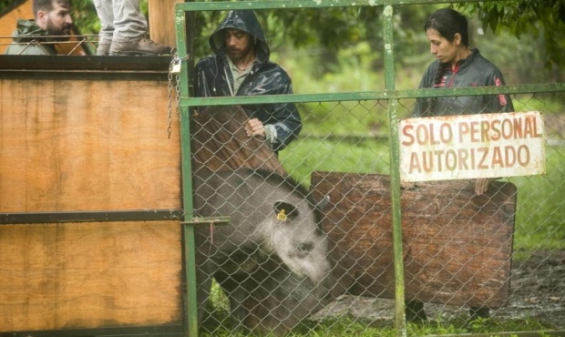 Trasladan tapires para conservar la especie