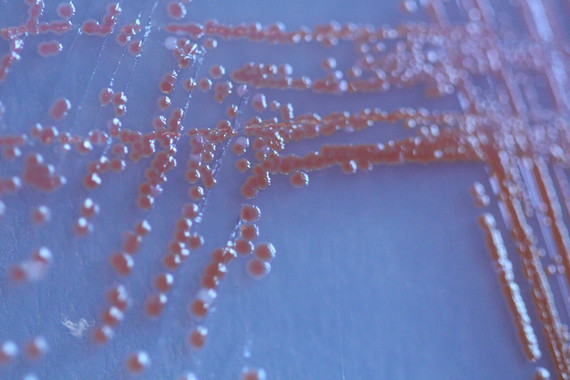 Una mutación genética en una sola especie altera ecosistemas enteros