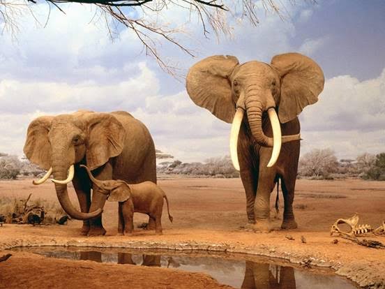 Sabes cuántas horas duerme un elefante africano