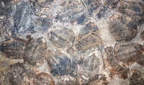 El aumento de oxígeno