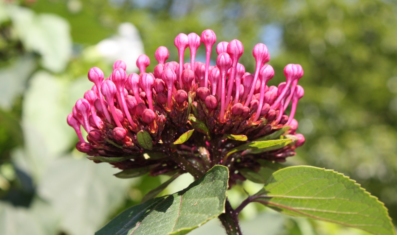 El Seprona mejora el medio ambiente con su trabajo diario de vigilancia y prevención