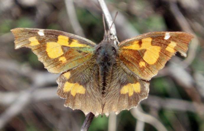 La mariposa del almez reaparece en Madrid