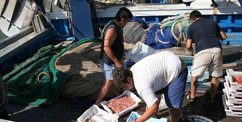 Medio Ambiente establece la apertura de la pesquería de la caballa