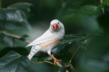 La hepatitis B se originó en las aves durante el Cretácico