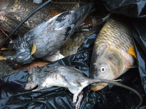 Investigan la aparición de peces y animales muertos en el estanque del Parque del Vivero de Guadix