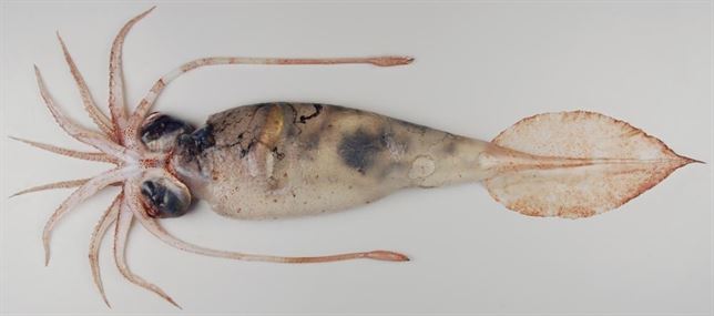 Los calamares pueden hacerse invisibles