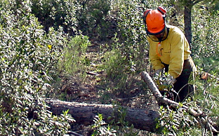 Andalucía licita obras forestales por 4