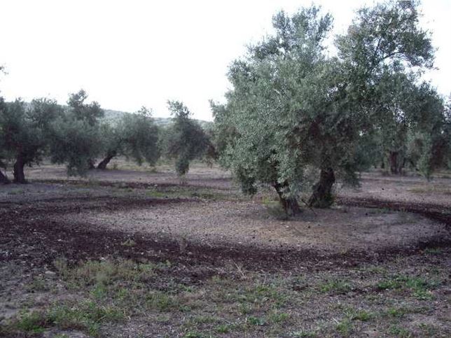 Innovador abono procedente de un subproducto del procesado de aceite mejora la calidad del suelo del olivar