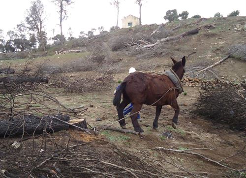 2 meses para acabar con la restauración en la zona del incendio de Quesada