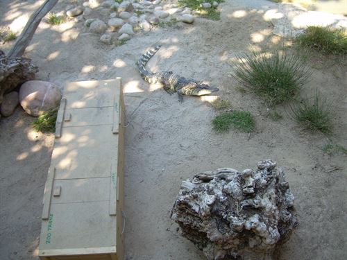 Terra Natura Benidorm incorpora un ejemplar hembra de cocodrilo de Siam