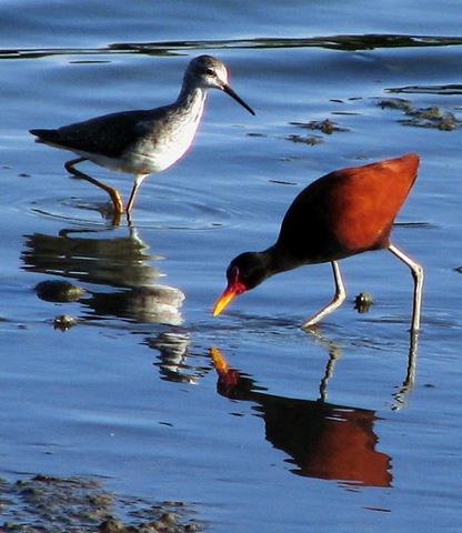 El Defensor del Pueblo de Andalucía pide a las eléctricas esfuerzos para evitar que aves amenazadas mueran electrocutadas